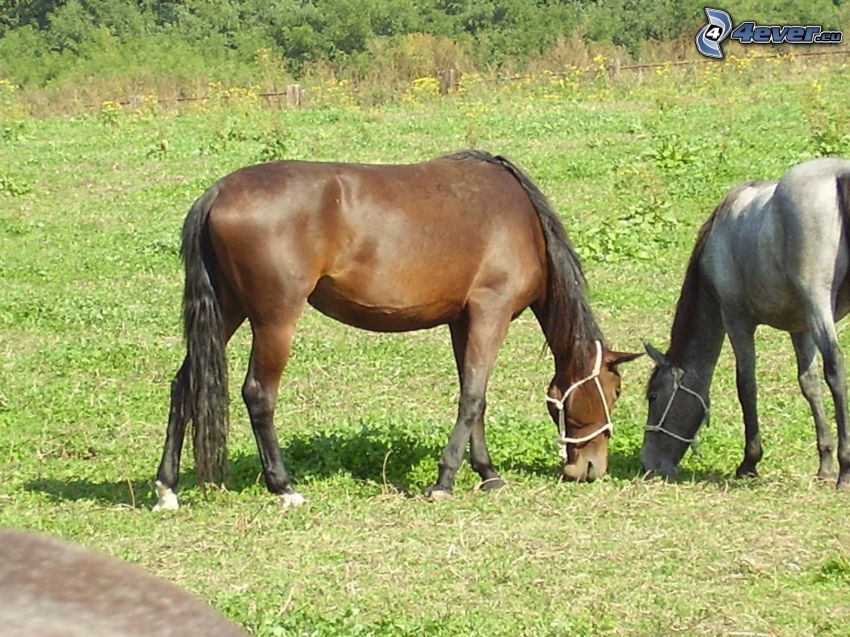 konie, zwierzęta, trawa