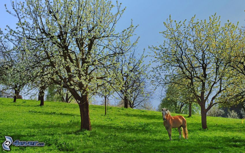 kwitnące drzewa, brązowy koń