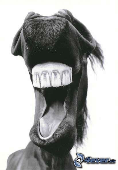 zęby, koń
