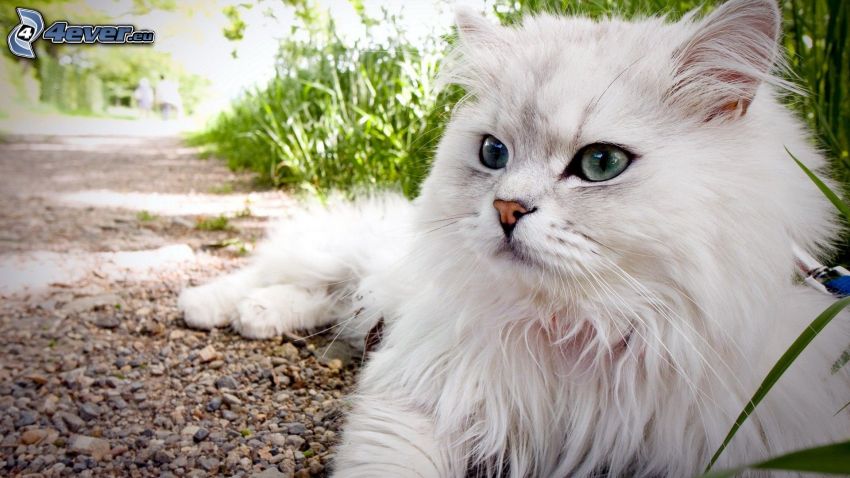 biały kot, chodnik, kamyczki