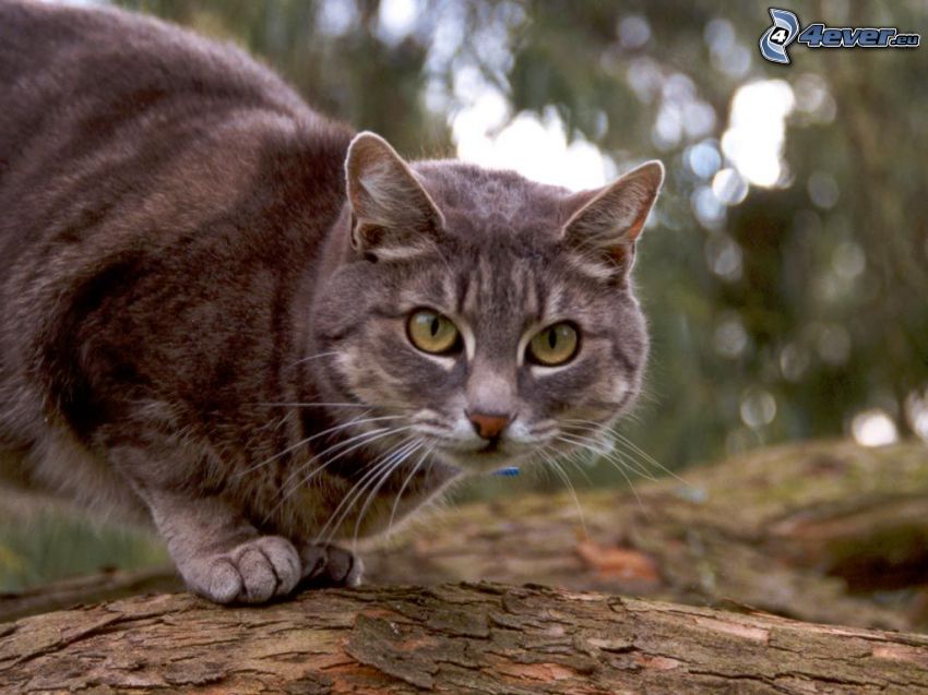 brązowy kot, kot na drzewie, spojrzenie
