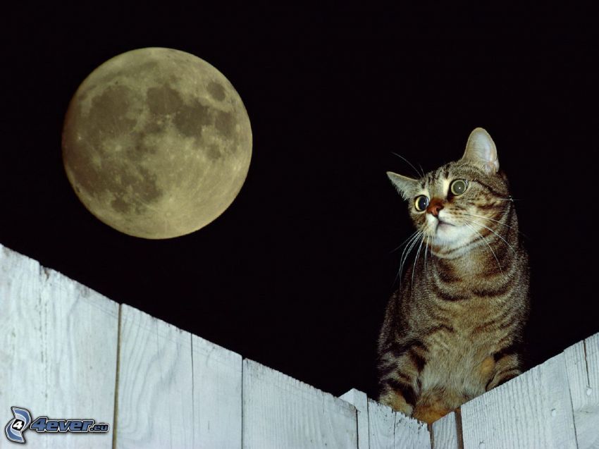 brązowy kot, księżyc, drewniany płot