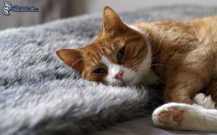 brązowy kot, odpoczynek