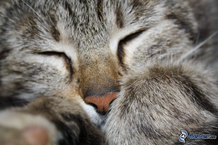 brązowy kot, śpiący kot