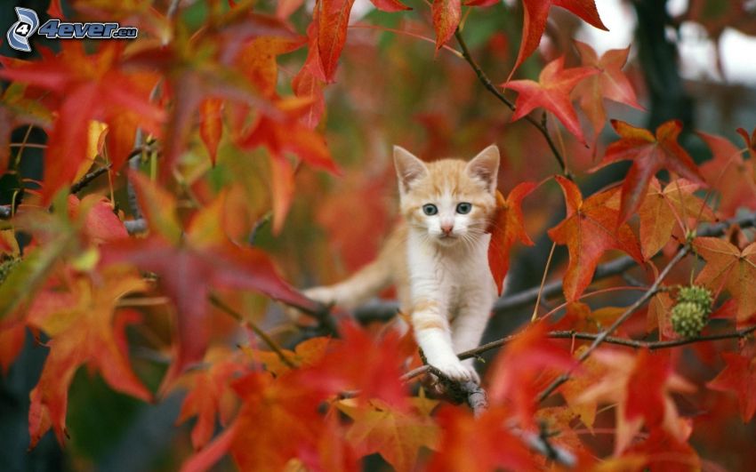 brązowy kotek, czerwone liście