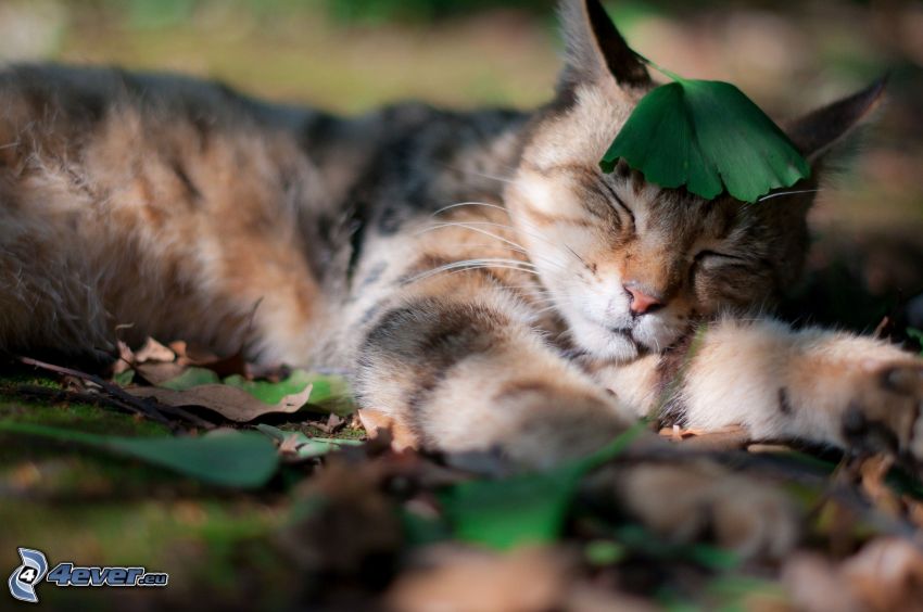 brązowy kotek, Śpiący kotek, liście