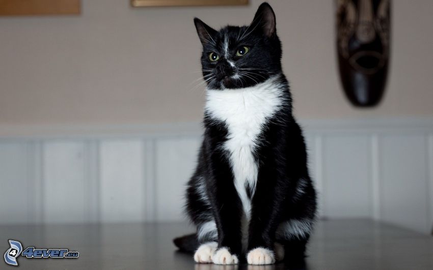 czarno-biały kot