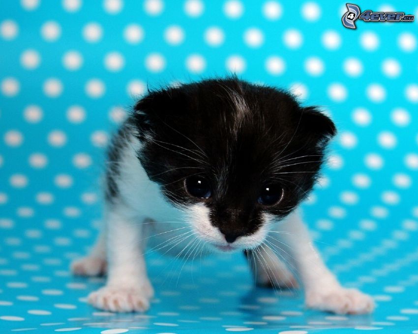 czarno-biały kotek, kółka