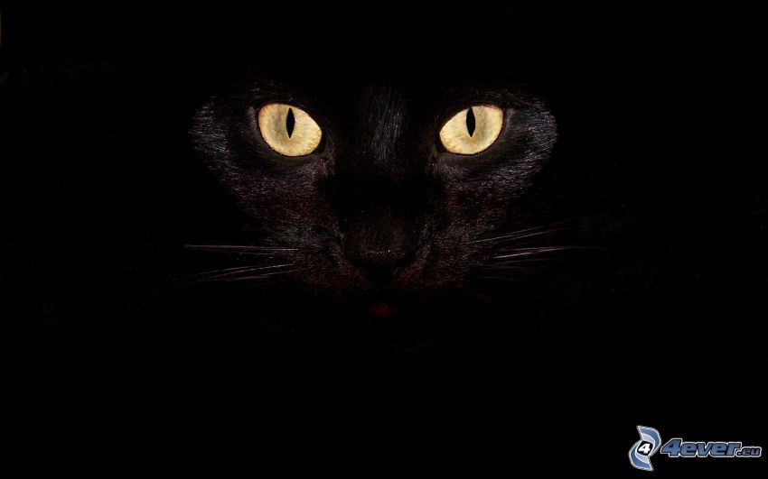 czarny kot, ciemność, oczy