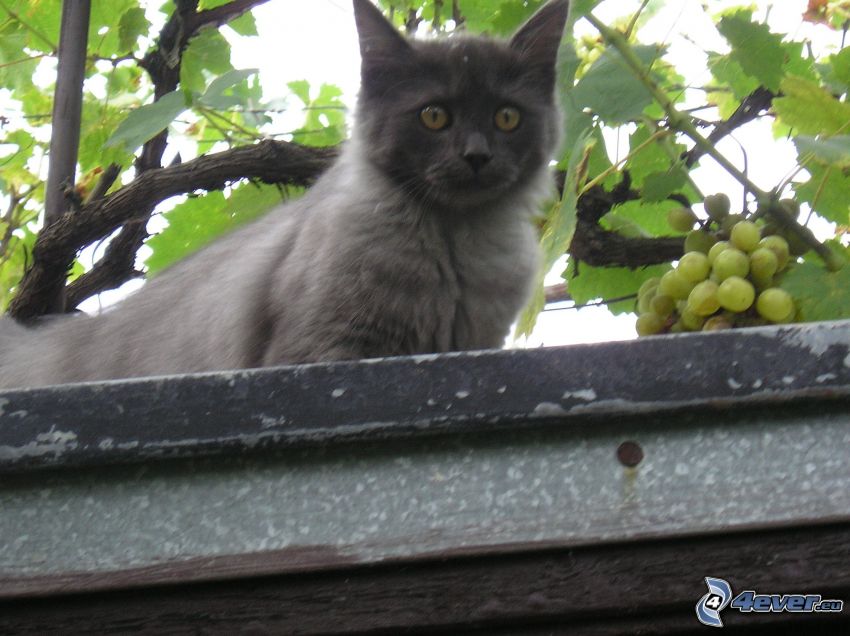 czarny kot, liście winogron