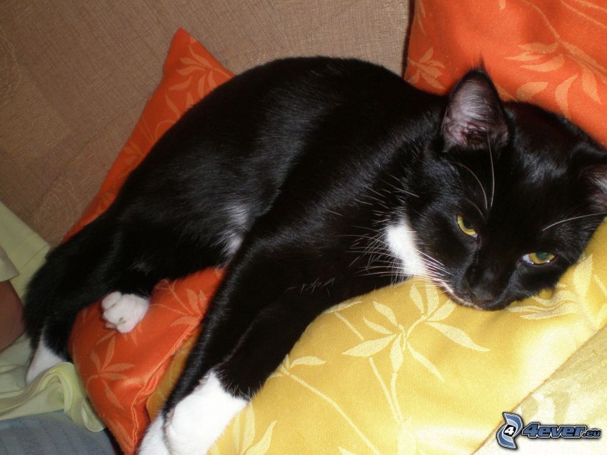czarny kot, odpoczynek, poduszka