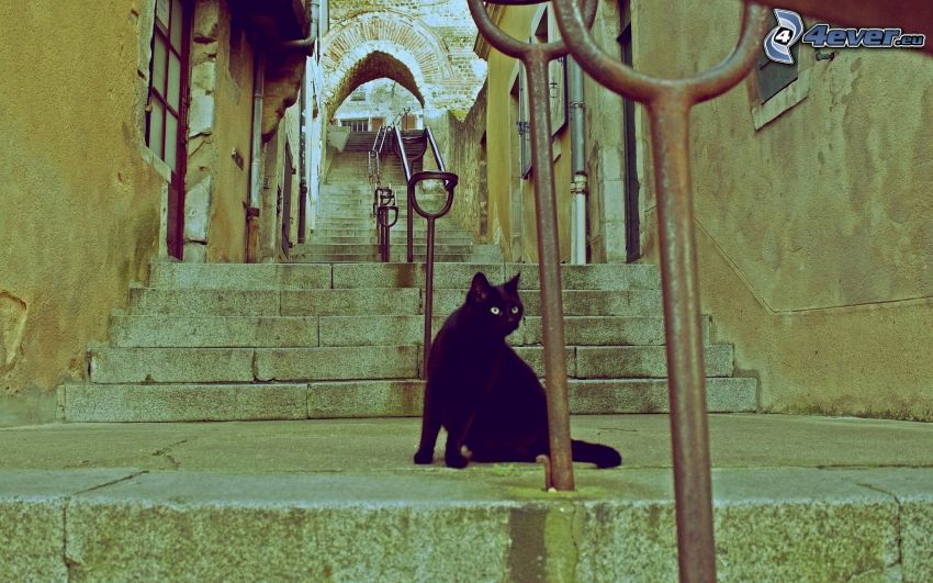 czarny kot, schody