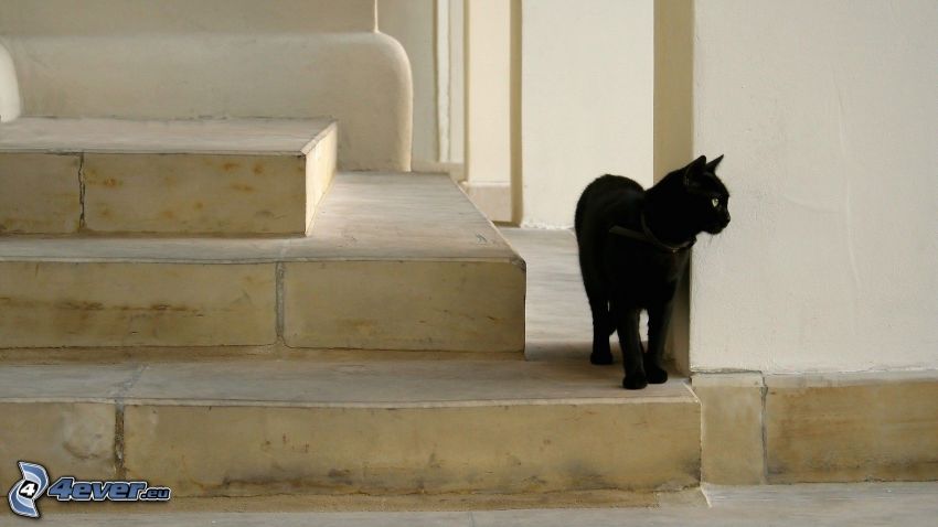 czarny kot, schody