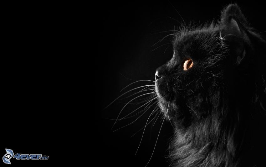 czarny kot, spojrzenie