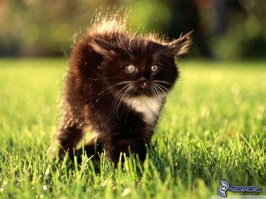 czarny kot, trawnik