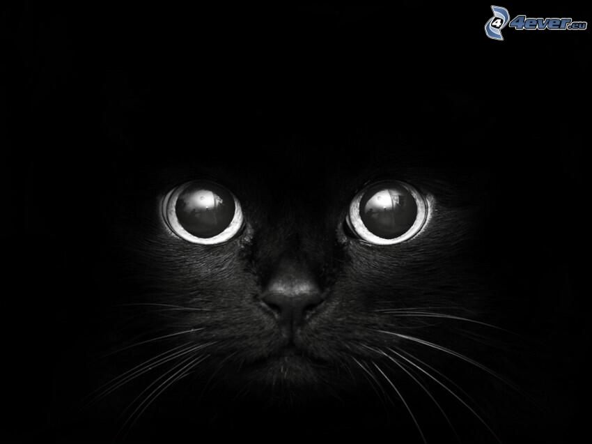 czarny kot, twarz kota