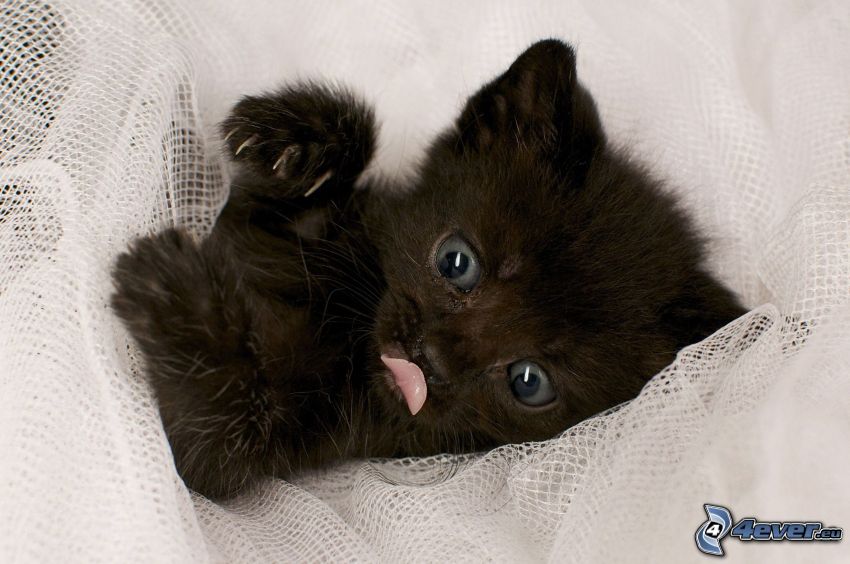 czarny kotek