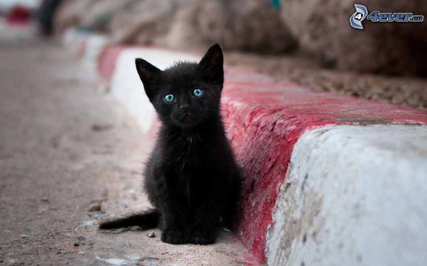 czarny kotek