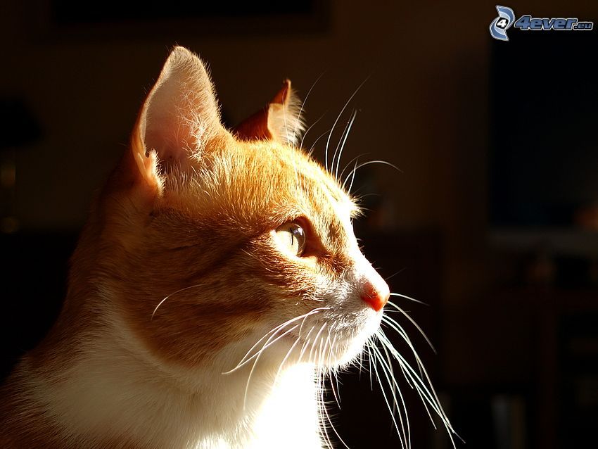 kocia głowa, rudy kot, słońce