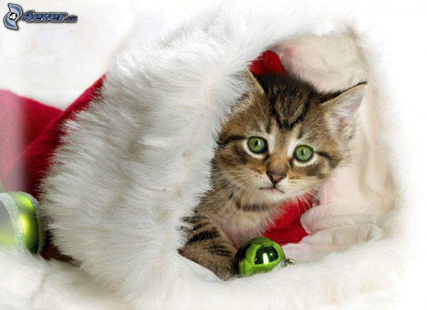 kot, czapka Świętego Mikołaja, bombki choinkowe
