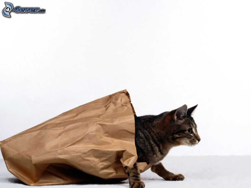 kot, papierowa torebka
