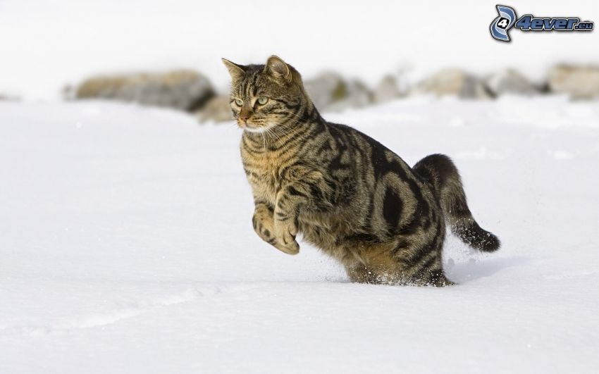 kot, śnieg, skok