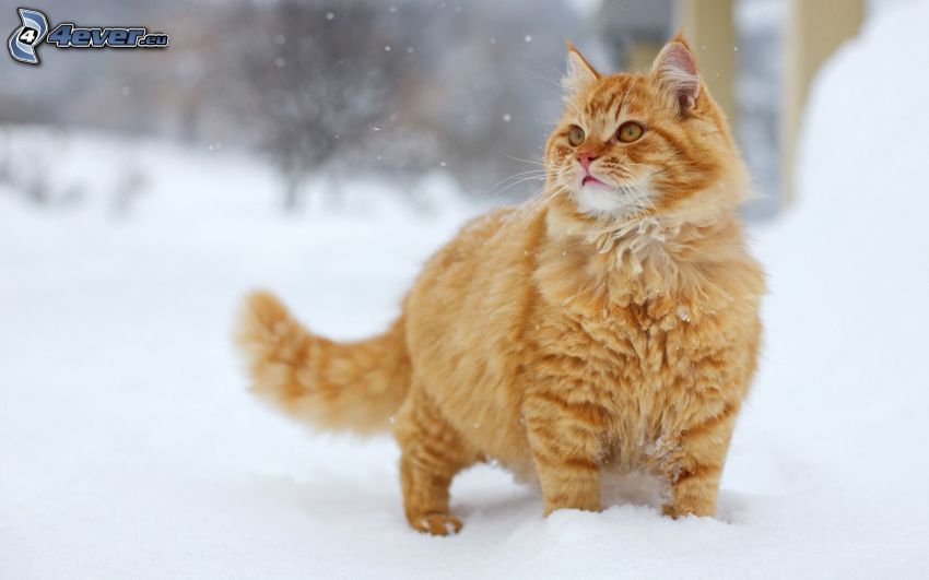 kot, śnieg