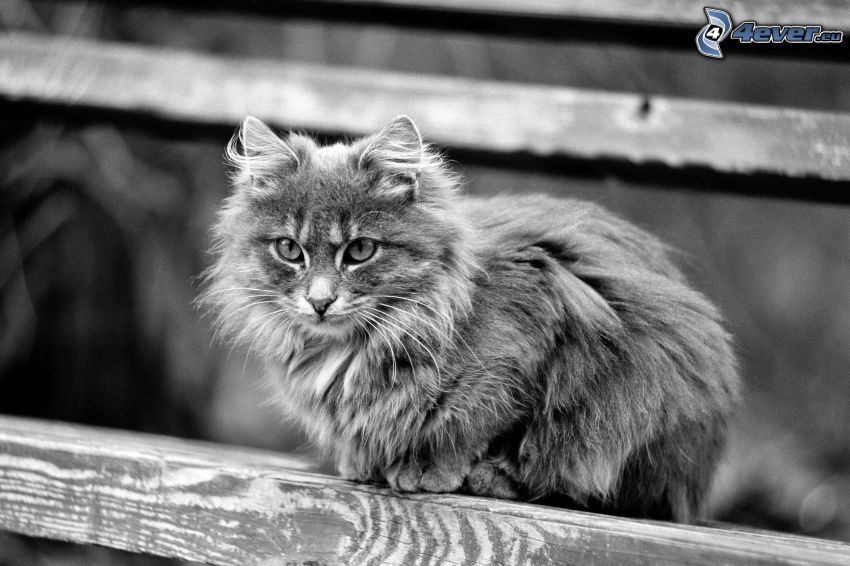 kot, spojrzenie, czarno-białe zdjęcie