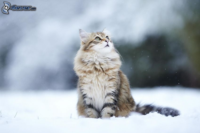 kot, spojrzenie, śnieg