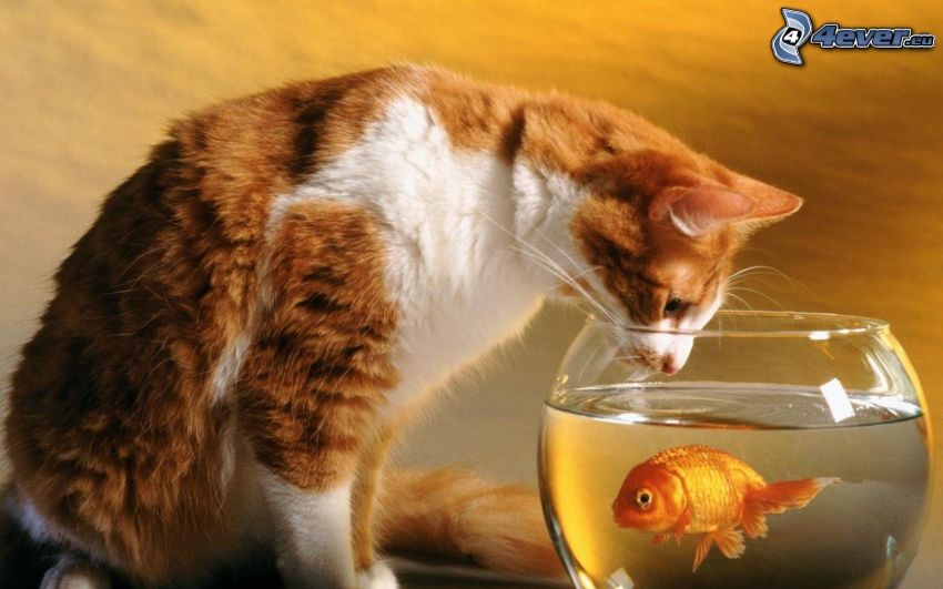 kot, złota rybka, akwarium