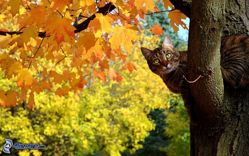 kot na drzewie, żółte drzewo