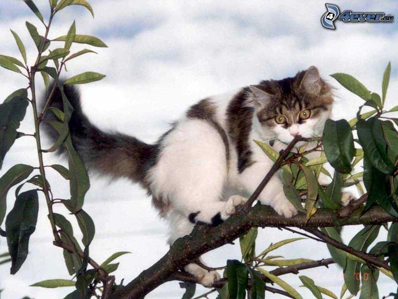 kot na gałęzi, krzak