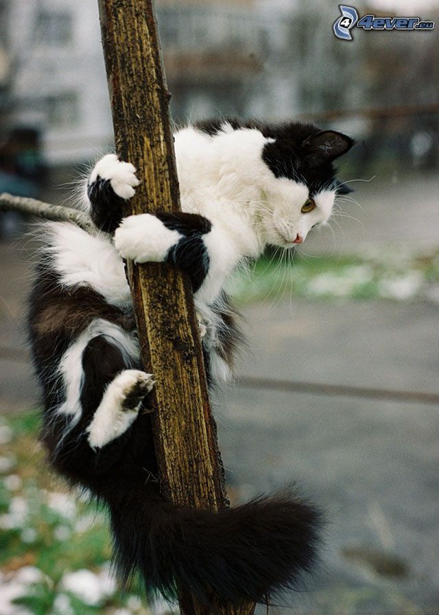 kot na gałęzi
