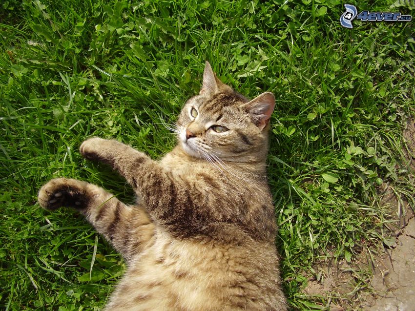 kot na trawie, odpoczynek