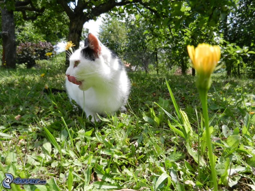 kot na trawie, wystawiony język, mlecz