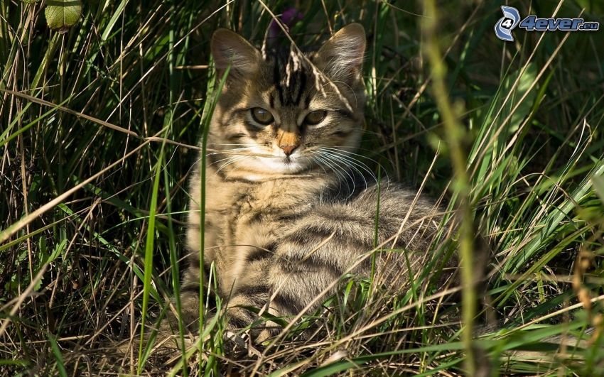 Kot w trawie, leniuchowanie