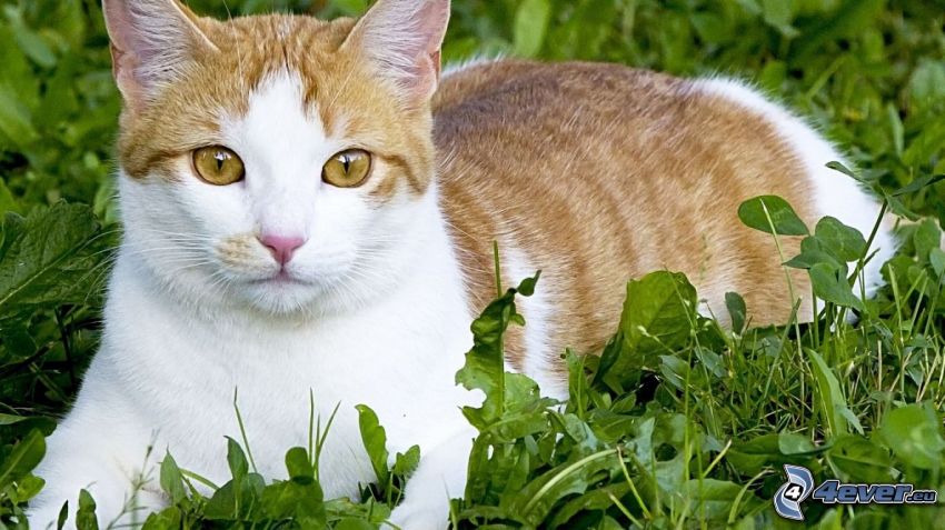 Kot w trawie