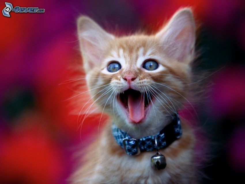 kotek, wystawiony język, naszyjnik