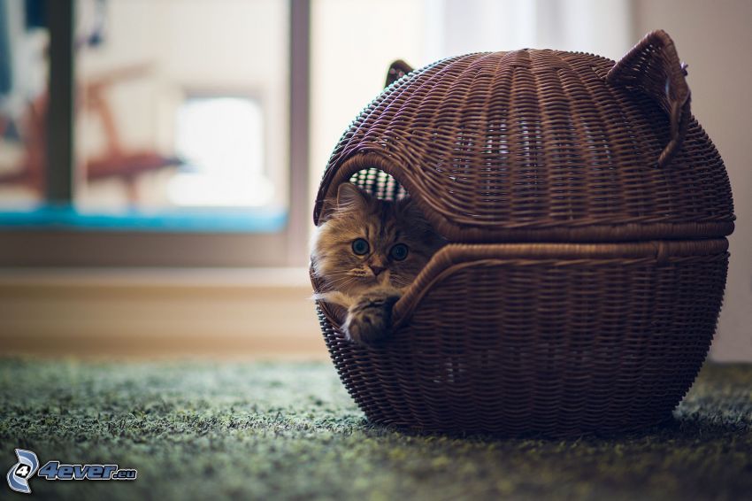 kotek w koszyku