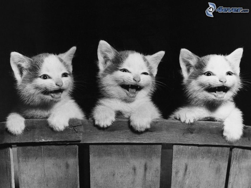 kotki, śmiech, drewniany płot, czarno-białe