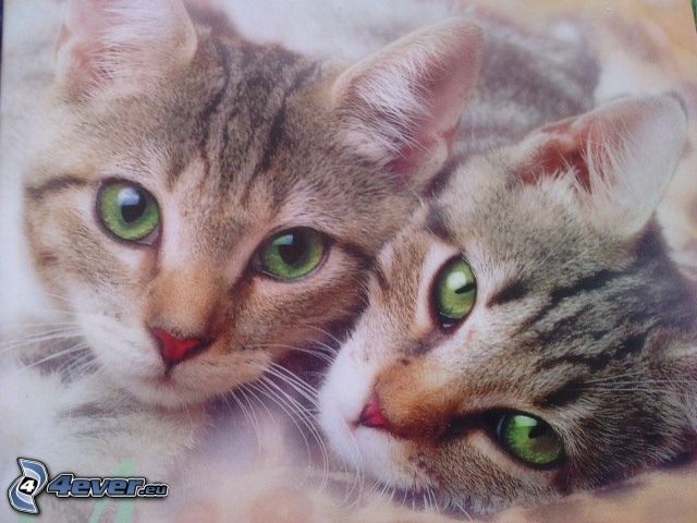 kotki, zielone oczy