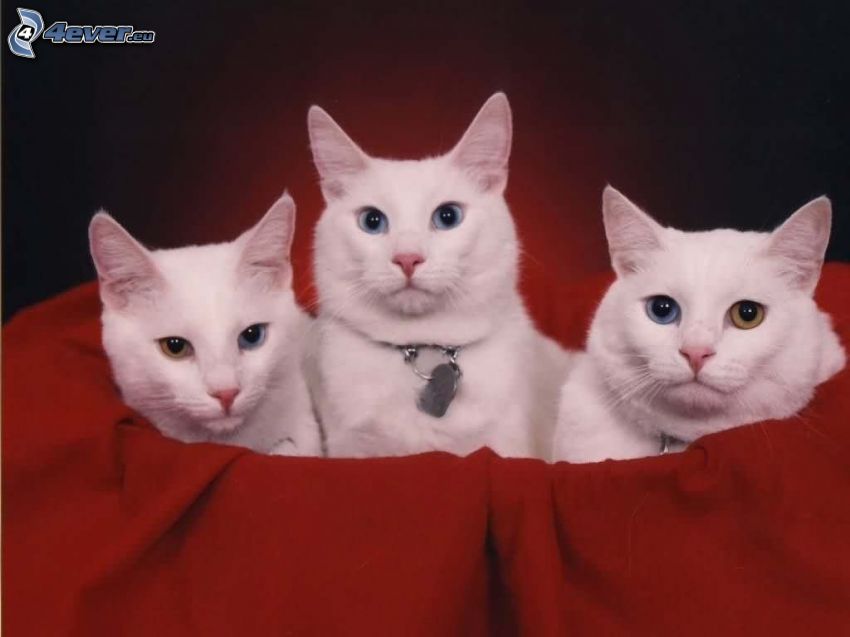koty, czerwony materiał