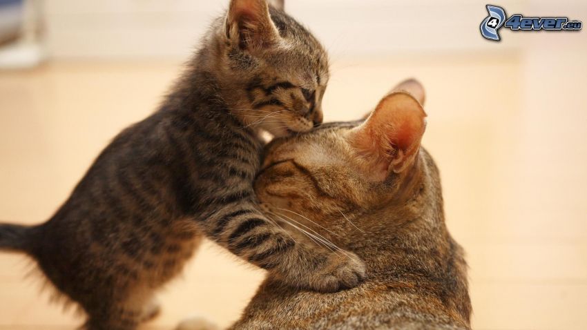 koty, kotek, pocałunek