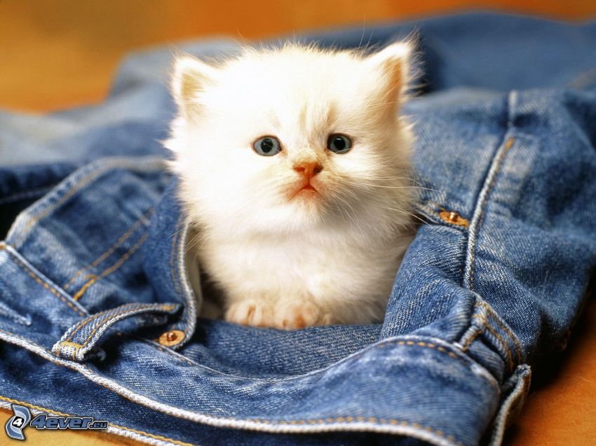 Mały biały kotek, dżinsy