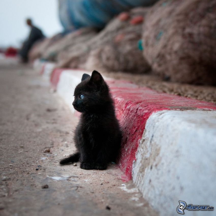 mały czarny kotek