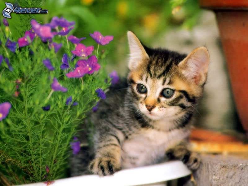 mały kotek, fioletowy kwiat