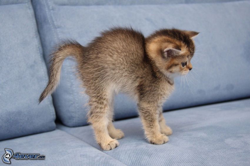 mały kotek, sofa