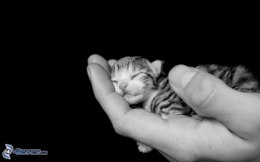 mały kotek, Śpiący kotek, dłoń