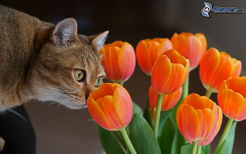 pomarańczowe tulipany, brązowy kot
