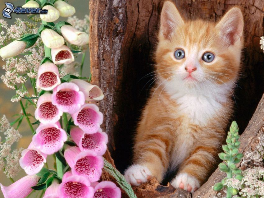 rudy kot, różowe kwiaty, niebieskie oczy